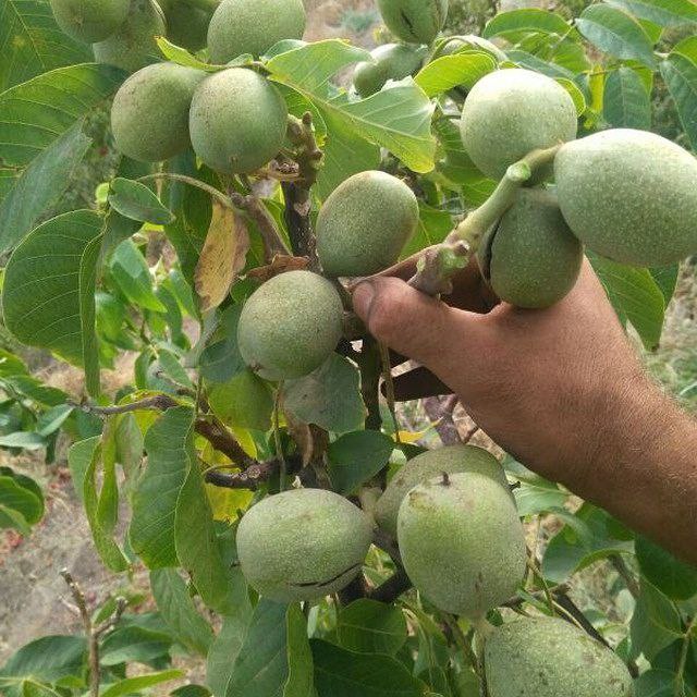 نهال گردو خوشه ای تخم مرغی